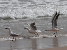 Gaviotas en el Mediterráneo