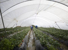 Explotación agrícola en Moguer (Huelva) dedicada al cultivo de la fresa