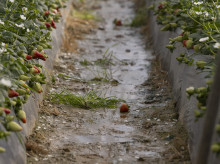 Explotación agrícola en Moguer (Huelva) dedicada al cultivo de la fresa y afectada por el temporal.