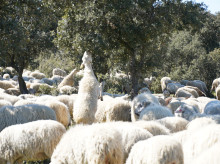 Ovejas desbrozando el monte en Madrid