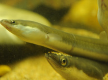 Imagen de unas anguilas

REMITIDA / HANDOUT por RELAIS & CHATEAUX
Fotografía remitida a medios de comunicación exclusivamente para ilustrar la noticia a la que hace referencia la imagen, y citando la procedencia de la imagen en la firma
04/12/2023