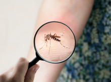 Mosquito chikungunya
