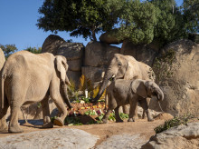 Imagen de archivo de los elefantes de Bioparc Valencia
