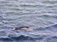 Imagen de archivo de un delfín