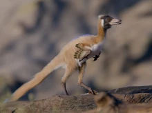 Recreación del dinosaurio Alnashetri cerropoliciensis