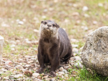 El zoo de Guadalajara cuenta ya con una nueva nutria.

EUROPA PRESS
03/3/2026