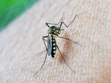 Mosquito portador del virus del Nilo Occidental (VNO)