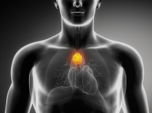 El timo se encuentra en el torax