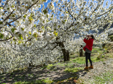Los cerezos en flor tiñen de blanco las laderas del Valle del Jerte