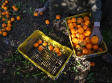 Recogida de mandarinas en Egipto