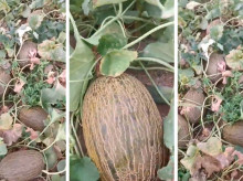 Cosecha de melones en El Ejido (Almería)