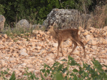 Corzo en el campo