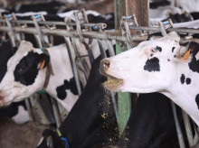 Granja de vacuno de leche en la provincia de Sevilla, en España