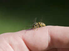 Picadura de avispa