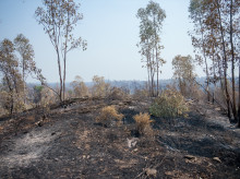 Zona afectada por el incendio de Niebla (Huelva)