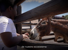 El refugio de animales de Toledo