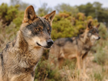 Ejemplar de lobo ibérico