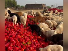 Ovejas comen pimientos no vendidos por falta de precio