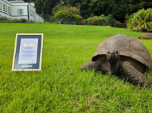 La tortuga Jonathan posa con su reconocimiento del Libro Guinness de los Récords