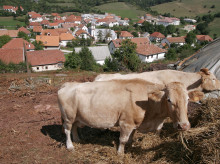 Vacas en primer plano comiendo paja.
