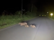 Esto es muy habitual en carretera durante está época del año