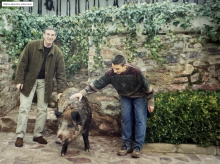 Jabalí domesticado
