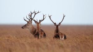 Ciervos en el Parque Nacional de Doñana.