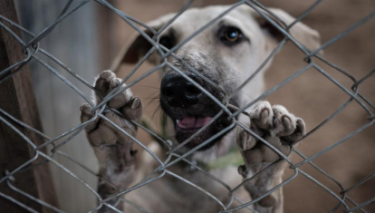 Un perro abandonado en un refugio de Nicaragua