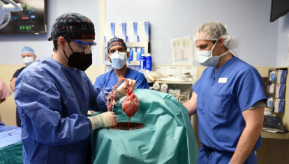 Corazón de cerdo utilizado en el trasplante