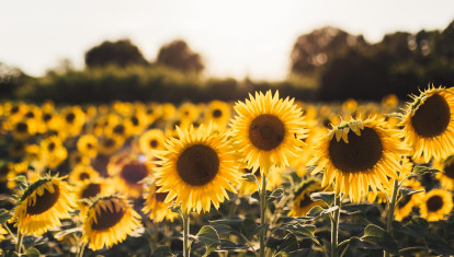 Campo de girasoles