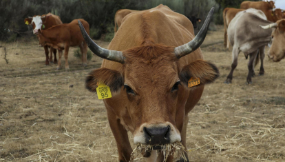 La ganadera de Codesal trabaja con su ganado en el marco donde la EHE se ha extendido en unos meses por toda la Península