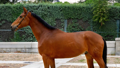 Nerón, el último caballo que se ha incorporado a las cuadras del Palacio Real