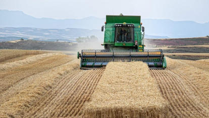 Cosechadora trabaja en un campo de trigo