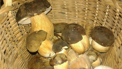Setas en una cesta de mimbre