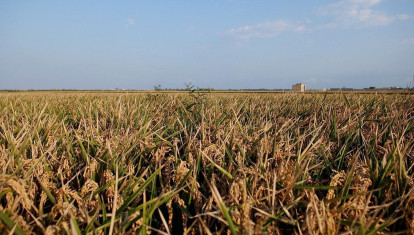 Campo de arroz en la Comunidad Valenciana