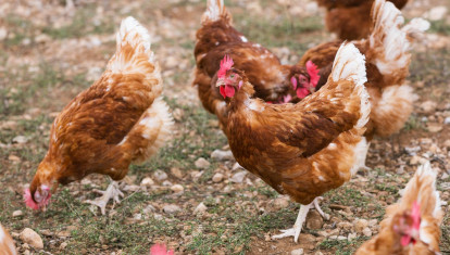 Gallinas