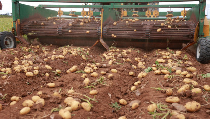 Cosecha de la patata en Andalucía