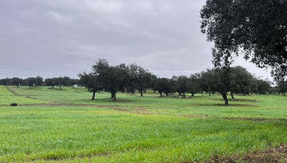Dehesa extremeña