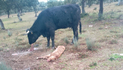 Cadáver de becerro cruzado de limusin