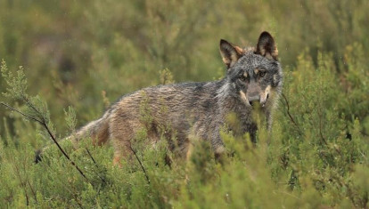 Ejemplar de lobo ibérico