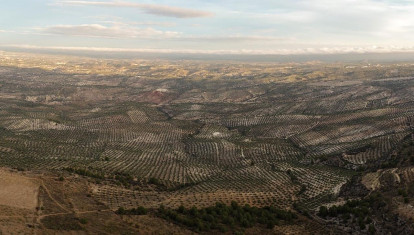 Vista panorámica de olivares en la provincia de Jaén