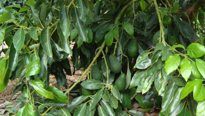 Aguacates de la variedad Lamb Hass en la Comunidad Valenciana