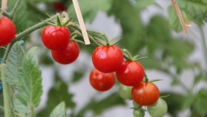 Imagen de recurso de tomates cherry