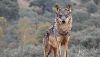 Ejemplar de lobo ibérico en España