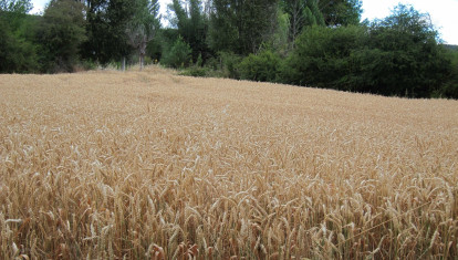 Campo de trigo en España