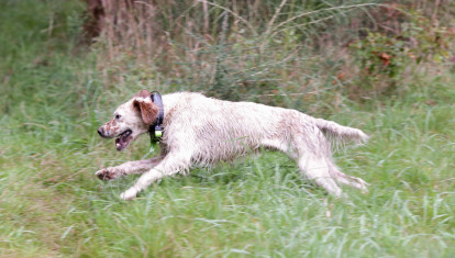 Un perro de caza en la provincia de Lugo (Galicia)