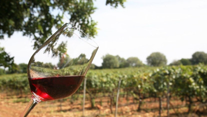 Copa de vino en un viñedo