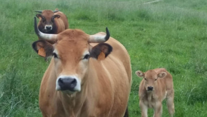 Vacas en Cantabria.