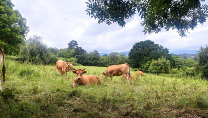 Vacas en Villaviciosa (Asturias)