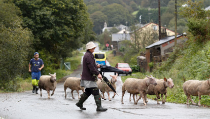 Dos pastores con sus ovejas bajo la lluvia en Moncelos, Abadín, Galicia (España).